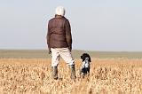 SETTER ANGLAIS 099